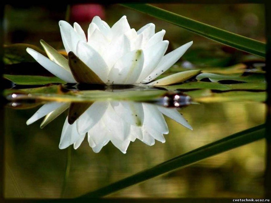 лотос - оригинал