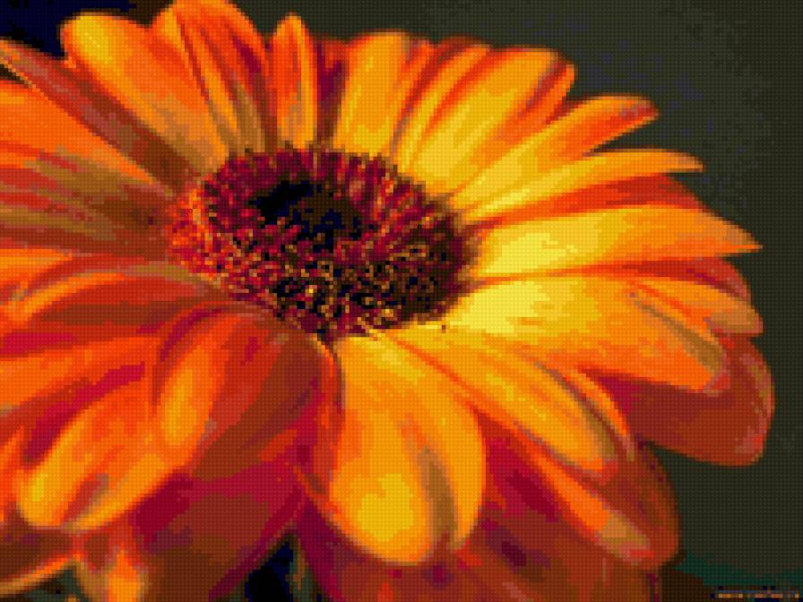 гербера - предпросмотр