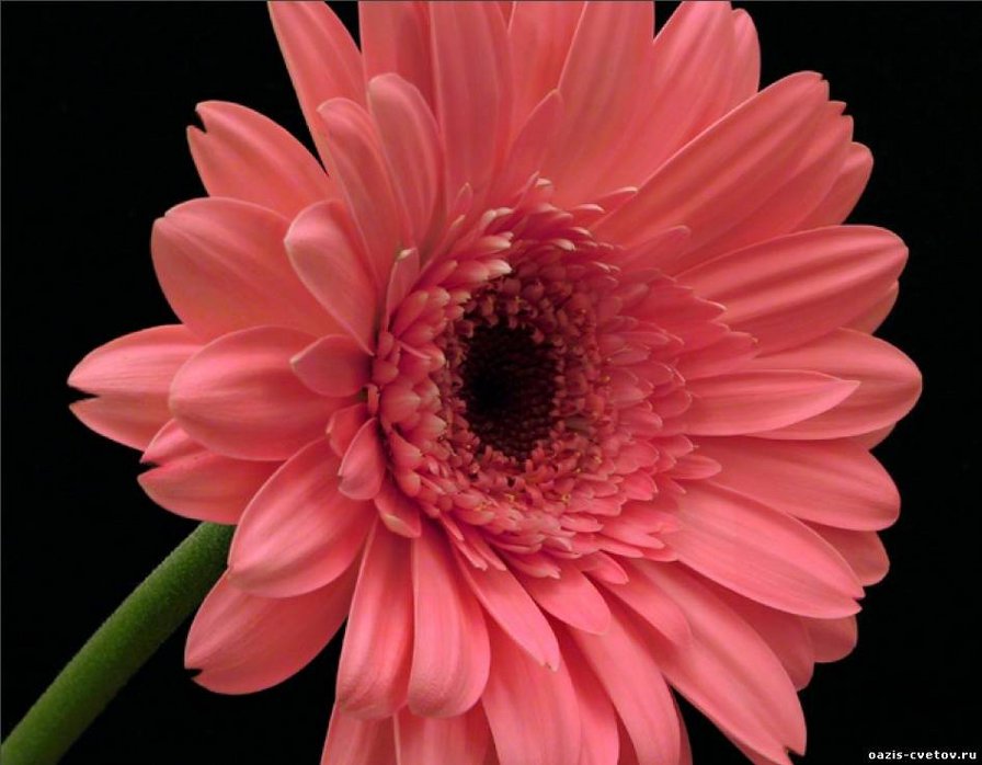 гербера - оригинал