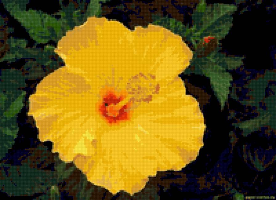 гибискус - предпросмотр