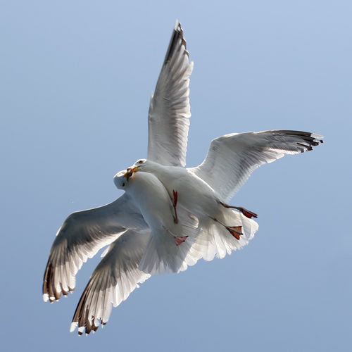 воздушный поцелуй - животные птицы - оригинал