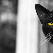 Схема вышивки «кот»