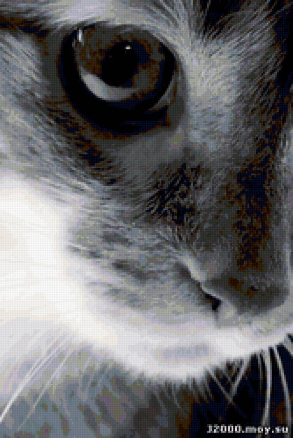 кот - животные, глаза, кот - предпросмотр