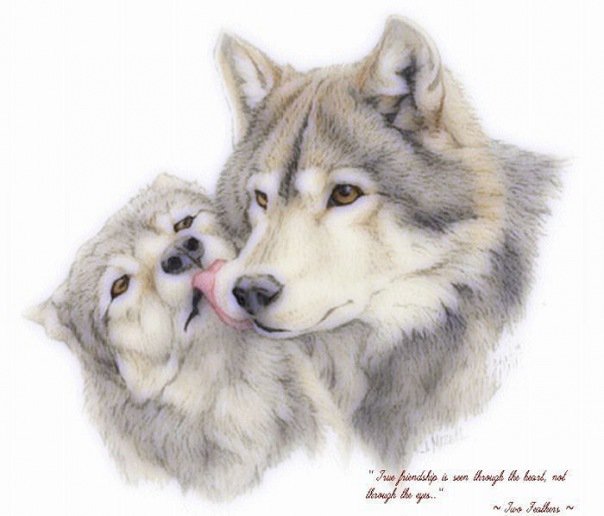 Нежность - волки - оригинал