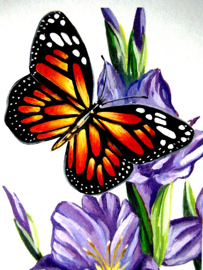 Бабочка и гладиолусы - бабочка, цветы, гладиолус, цветы и бабочки, гладиолусы - оригинал