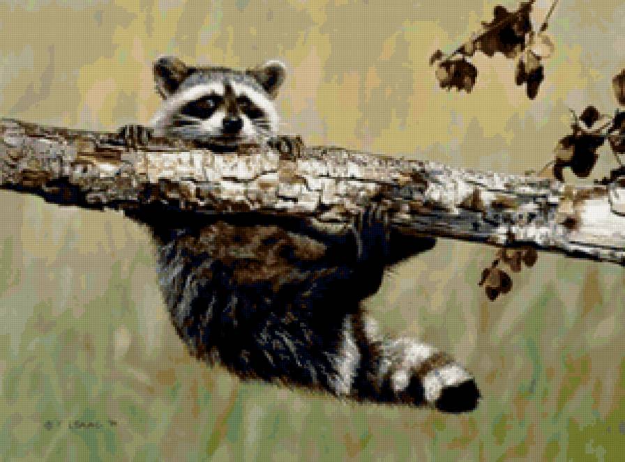 №16660 - животные, еноты - предпросмотр