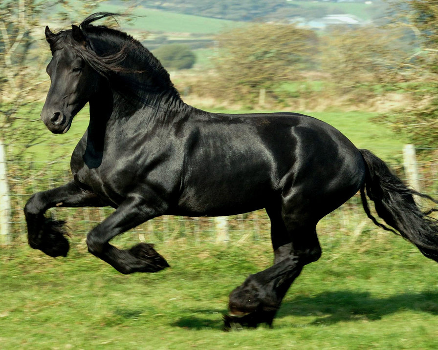 Вороной - вороной, жеребец, лошадь - оригинал