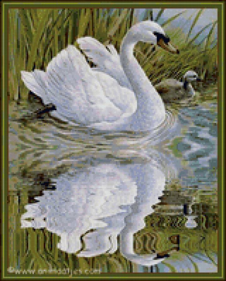 лебеди - лебеди, озеро - предпросмотр