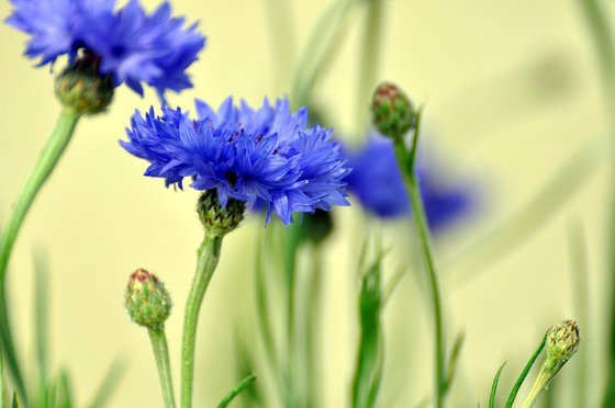 цветы - оригинал