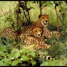 Схема вышивки «№16860»