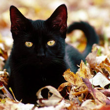 Схема вышивки «Киса»