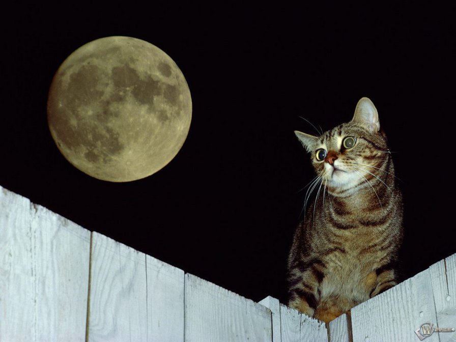 луна и кот - луна, ночь, котята, коты - оригинал