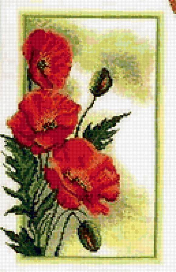 Маки - цветы, маки, букет - предпросмотр