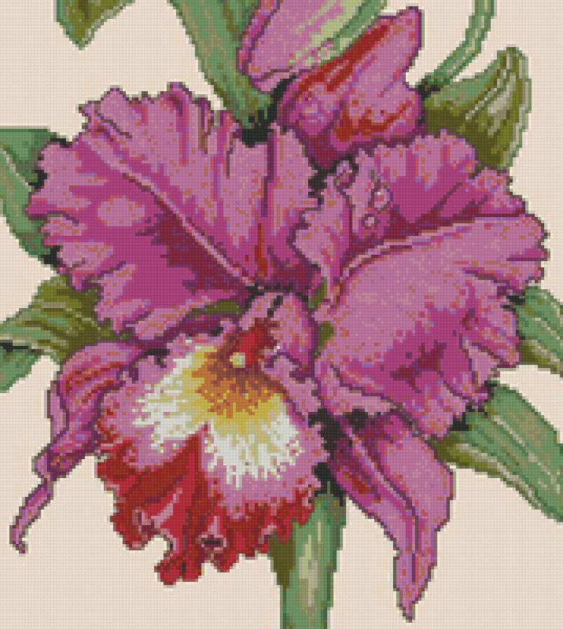 Орхидея - цветок, орхидея - предпросмотр