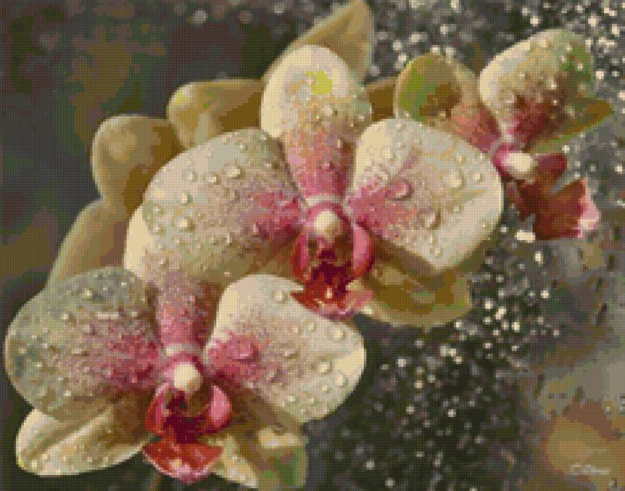 Орхидеи - цветы - предпросмотр