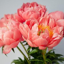 Схема вышивки «Пионы»