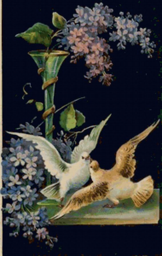 Голуби - птицы. голуби - предпросмотр