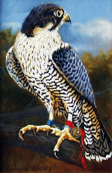 Хищник - сокол, ястреб, птицы, орел - оригинал