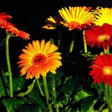 Схема вышивки «№17894»