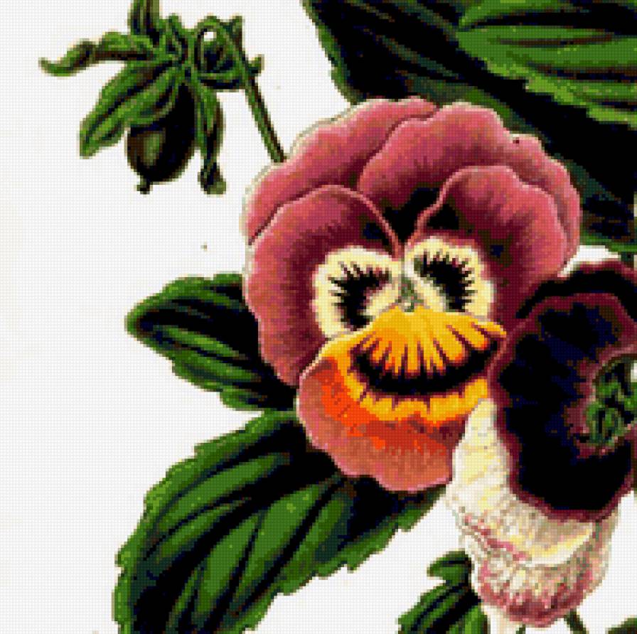 Анютины глазки - красота, виола, анютки, ретро, букет, анютины глазки, цветы - предпросмотр