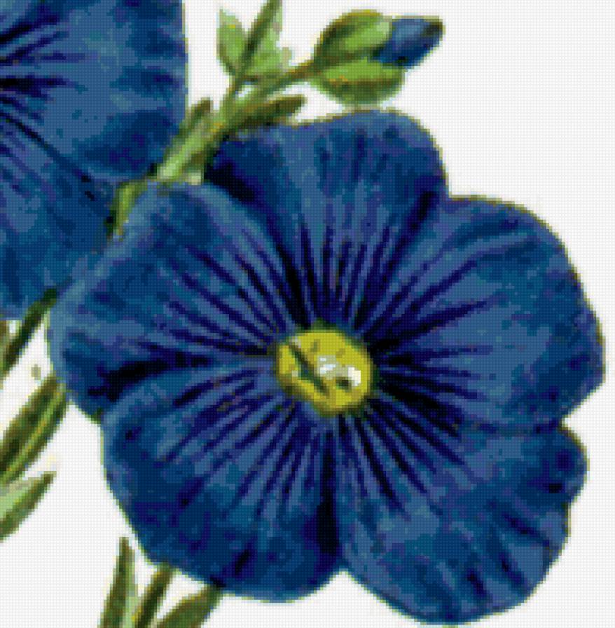 Цветок - флора, нежные лепестки, красота, цветок, цветы - предпросмотр