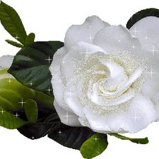 Оригинал схемы вышивки «белая роза» (№18093)