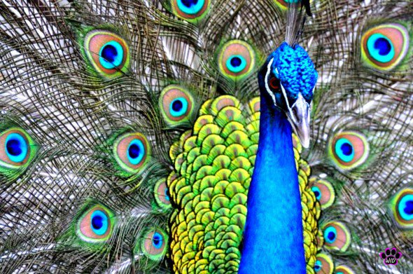 Павлин - птицы, павлин - оригинал