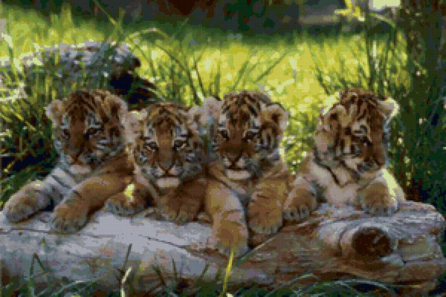 тигрята - тиргята, животные, тигр - предпросмотр