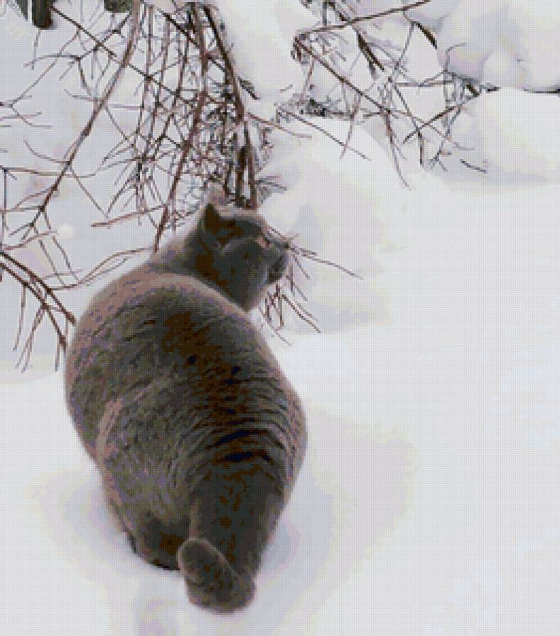 Кот на снегу - снег, кот - предпросмотр