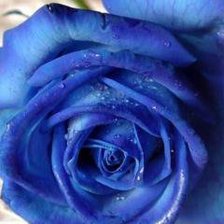 Оригинал схемы вышивки «Синяя роза» (№18379)