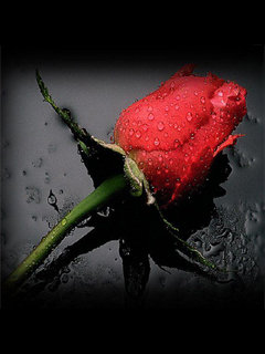 Роза - цветок, роза, капли, красная роза - оригинал