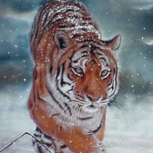 Оригинал схемы вышивки «тигр в снегу» (№18933)