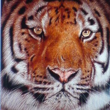 Оригинал схемы вышивки «тигр» (№18936)