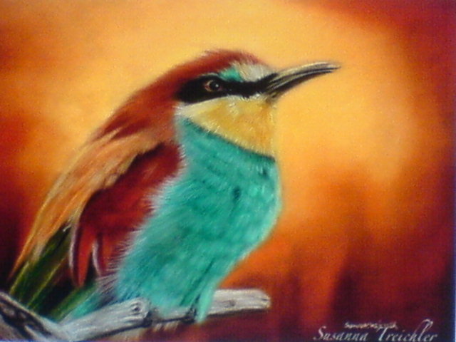 райская пташка - природа, животные - оригинал