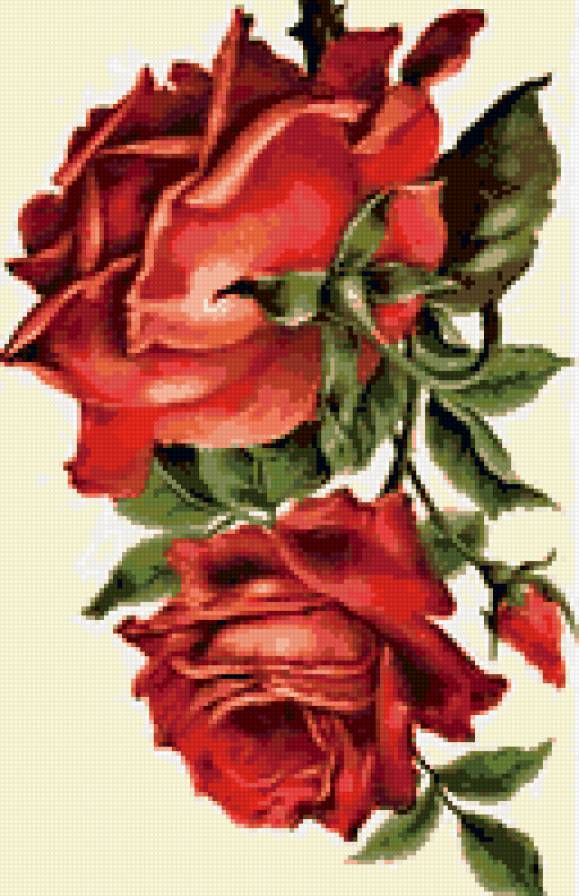 Прекрасные розы - предпросмотр