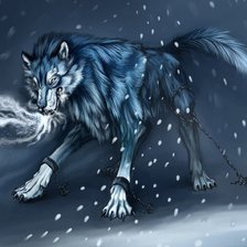 волк2