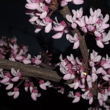 Схема вышивки «Весна»