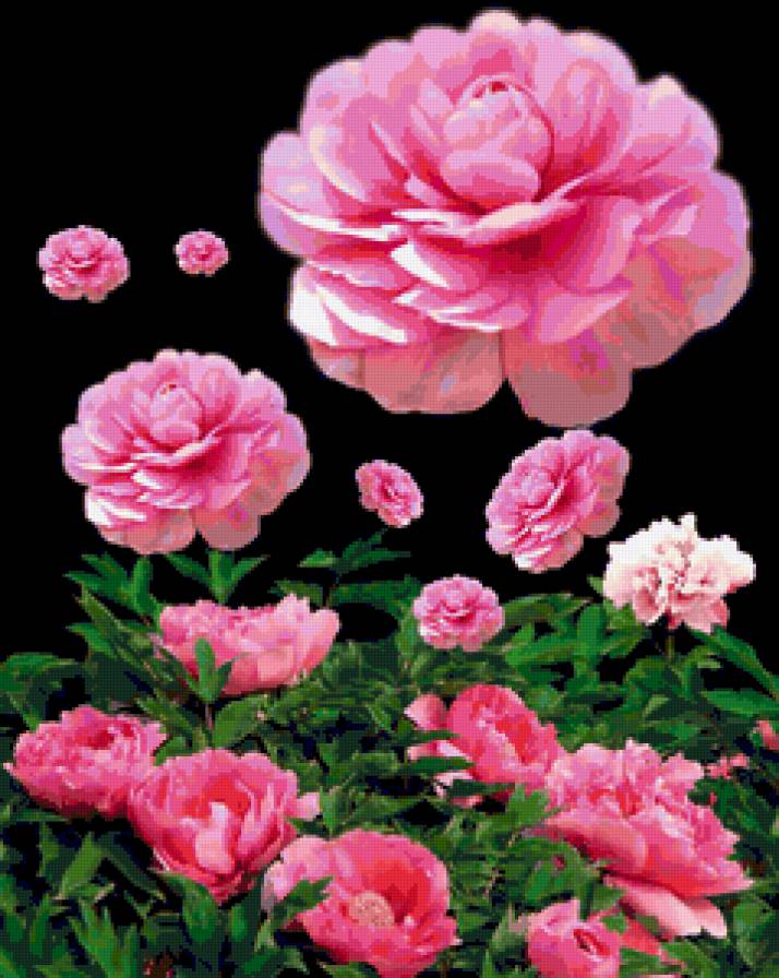 пионы - цветы - предпросмотр