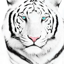 Оригинал схемы вышивки «Белый тигр» (№19648)