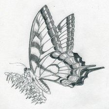 Оригинал схемы вышивки «бабочка» (№19669)