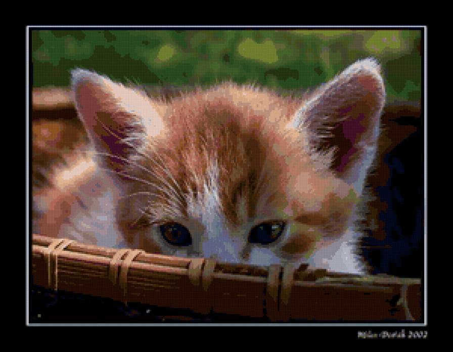 спрятался - котенок, животные - предпросмотр