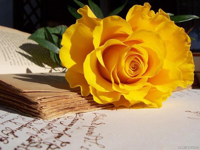 роза - роза, книга, цветы, букет, природа - оригинал