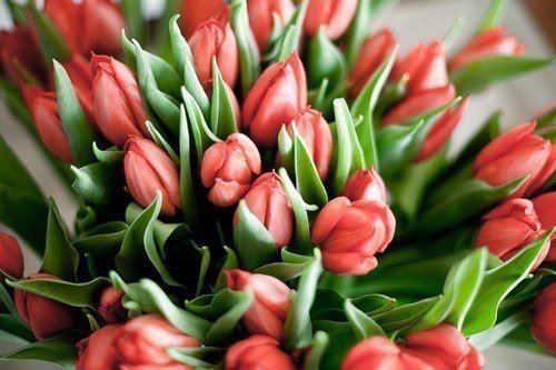 тюльпаны - тюльпаны, цветы - оригинал