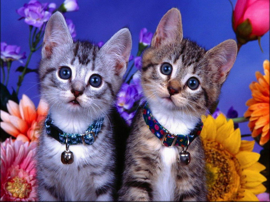 Kitten #kittensadorable #kittens #kittenscutest #cats #cutecatsandkittens Cat br