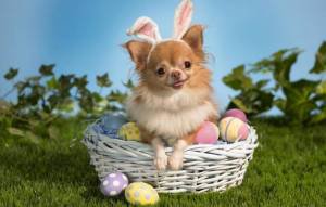 Чихуахуа - животные, пасха, собаки, праздник - оригинал