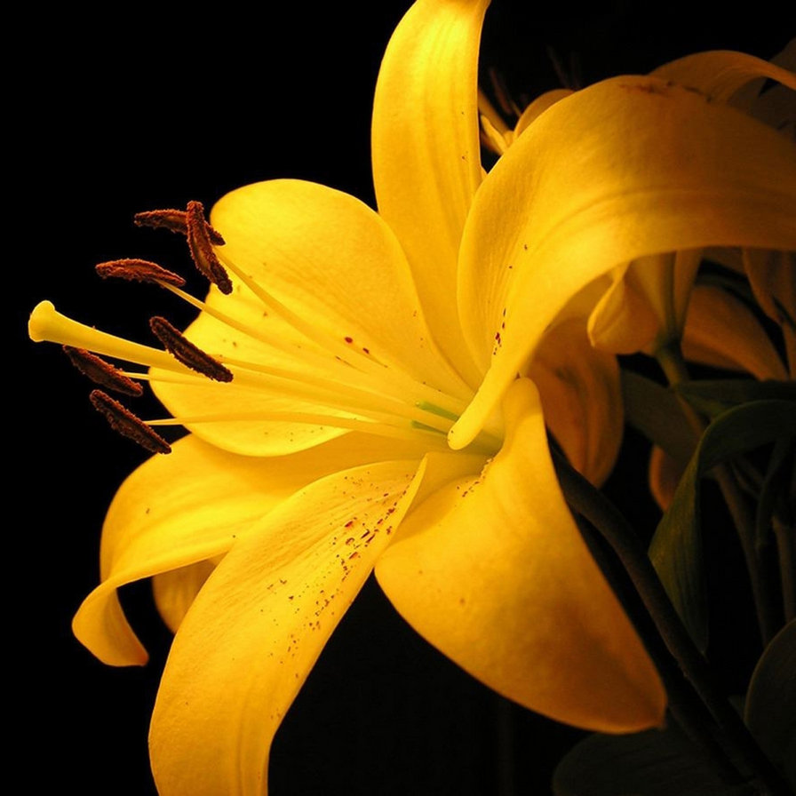 Желтая лилия - лилии, цветы, лилия, цветок - оригинал