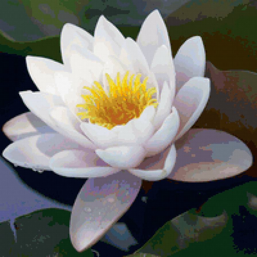 Лотос - цветок, лотос, цветы - предпросмотр