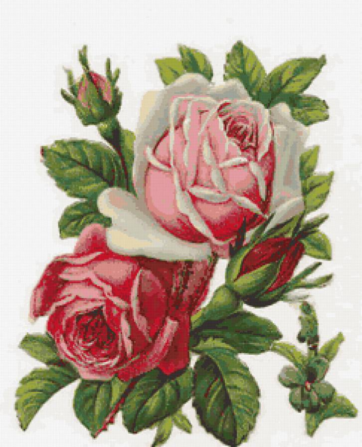 розы - цветы - предпросмотр
