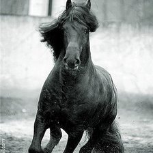 Оригинал схемы вышивки «Черный конь» (№21054)