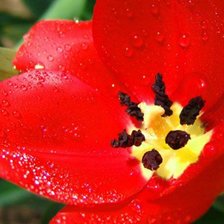 Схема вышивки «цветок»